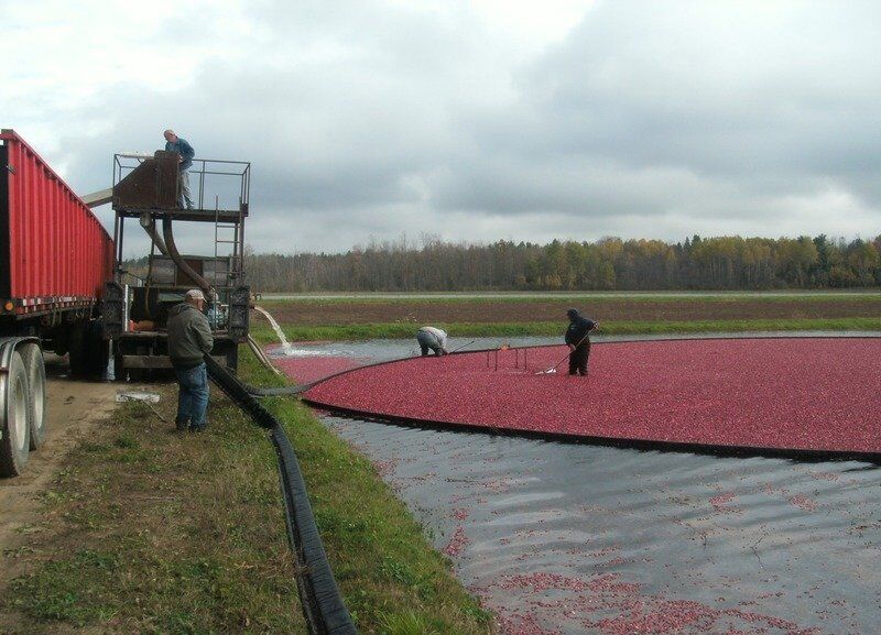 Cornell Ag Connection: A harvest of North Country cranberries
